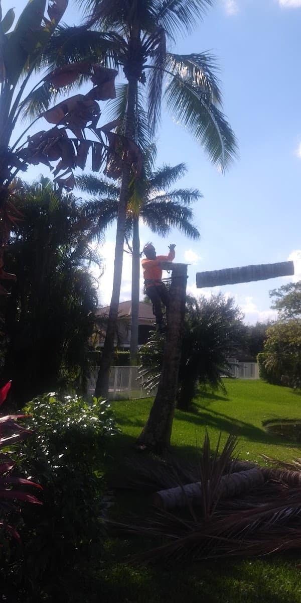 J & J The Tree Doctor