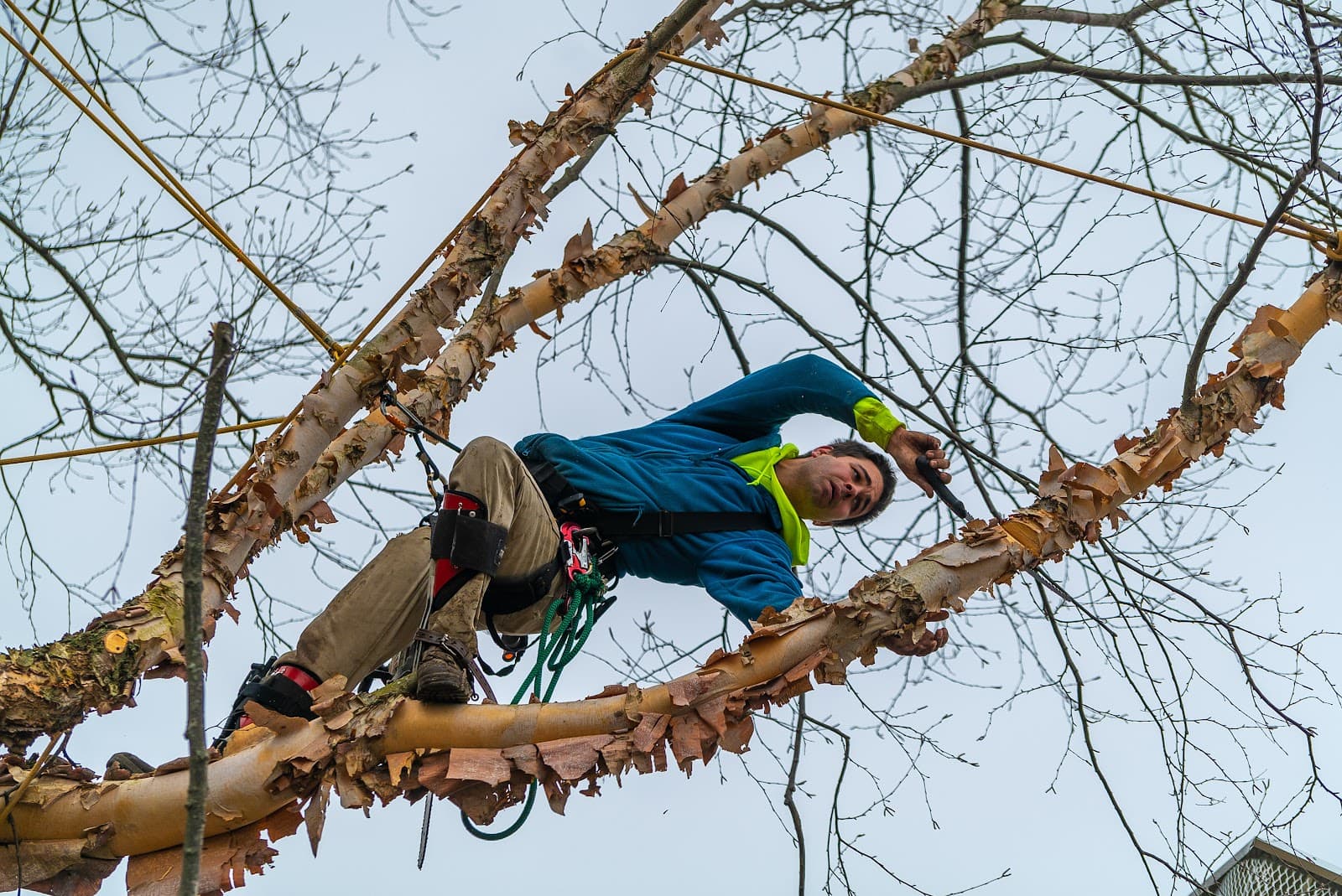 Basic Tree Care | Newark Tree Removal Service
