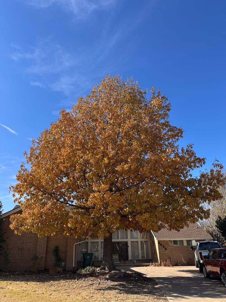 Serna lawn care and landscaping and tree service LLC