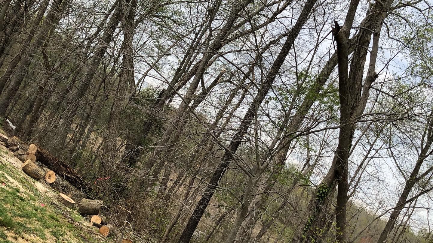 C&B Landscaping & Tree Service