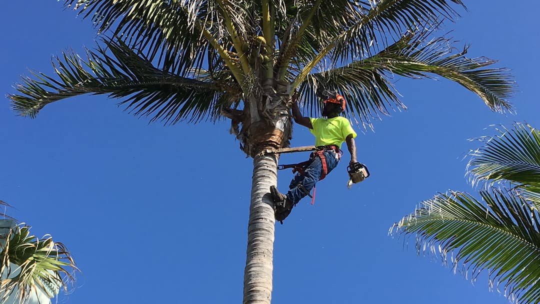 Coleman Lawn & Tree Service LLC