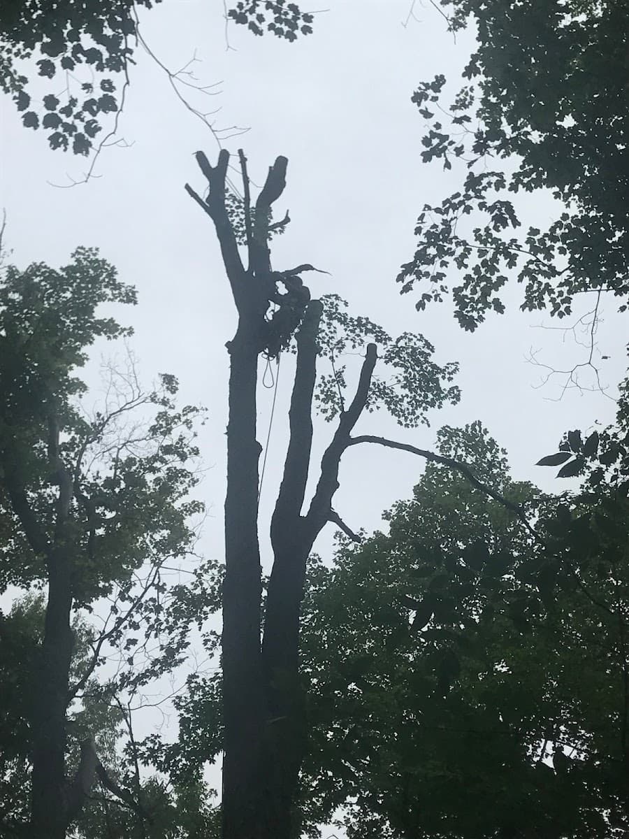 Dunsmore's Tree Service, LLC
