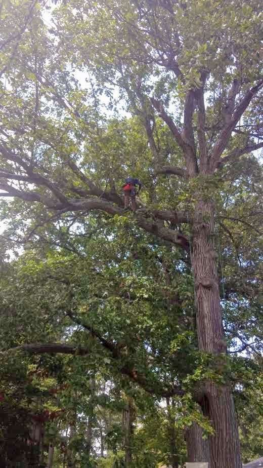 Jesse Crowe Arborist Tree Service