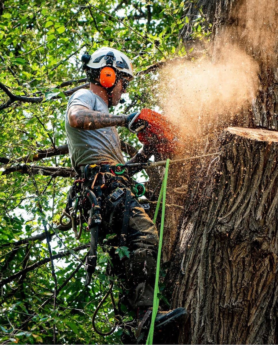 Blue River Forestry & Tree Care