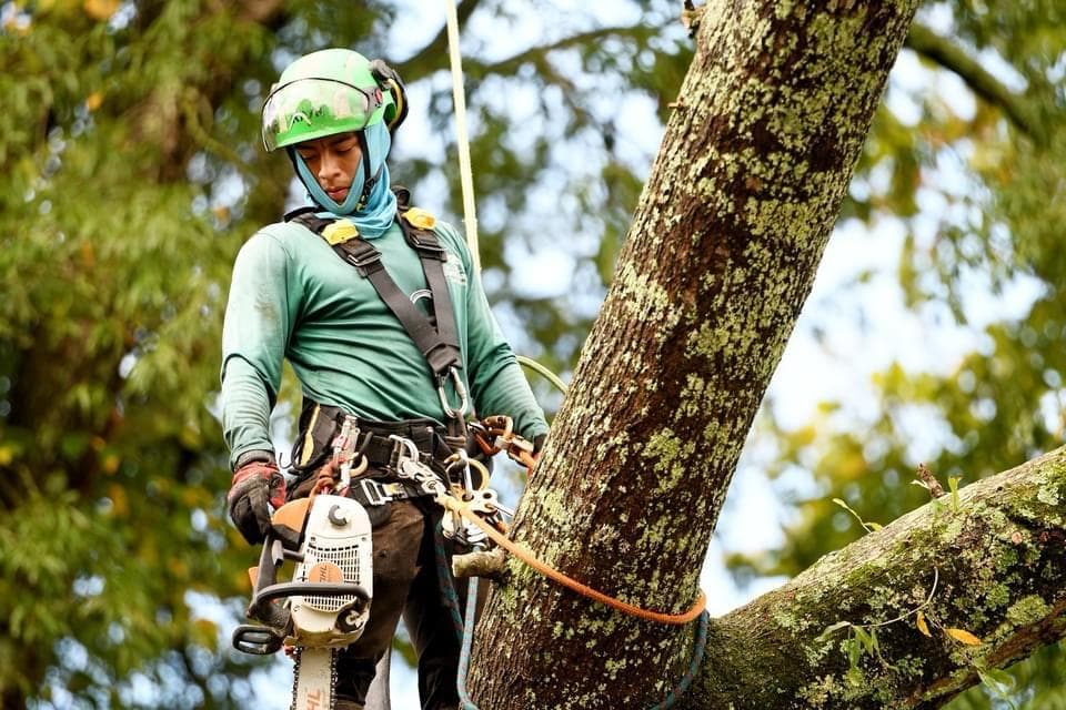 Elias Chavez Tree Service