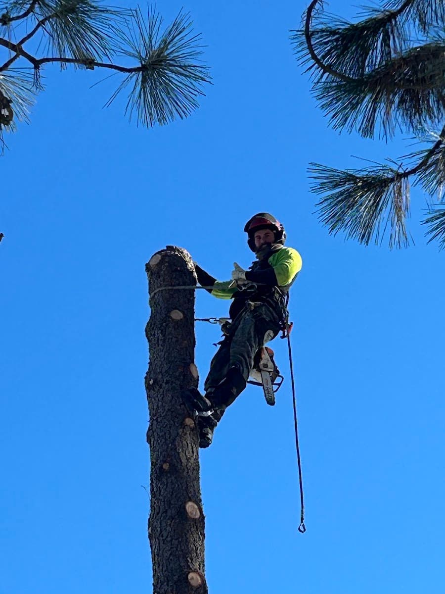 A&L Tree Service