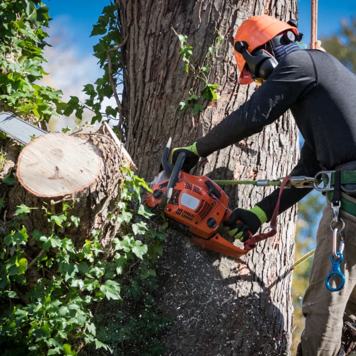East Coast Tree Fellers - Tree Removal, Tree Pruning, and Tree Cabling, Berkley MA Office