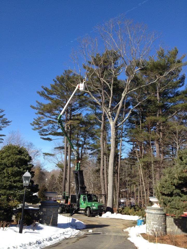 Cicoria Tree and Crane Service, Inc.