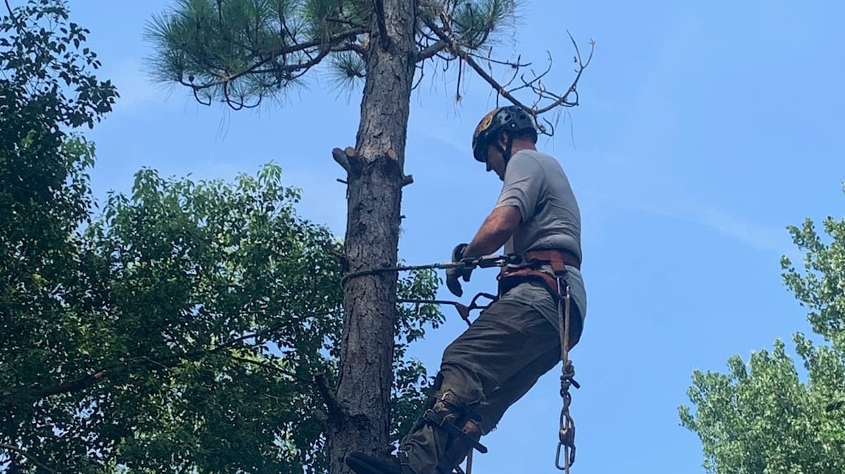 Flying Squirrel Tree and Debris Removal LLC