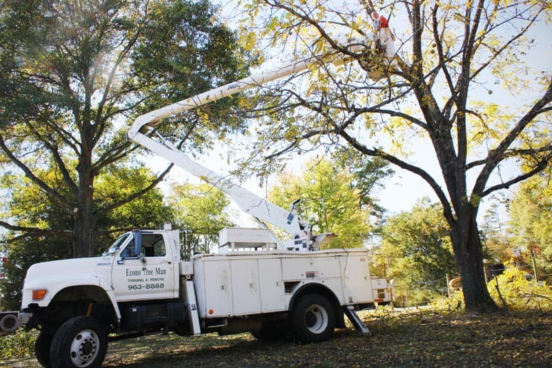 Econo Tree Man