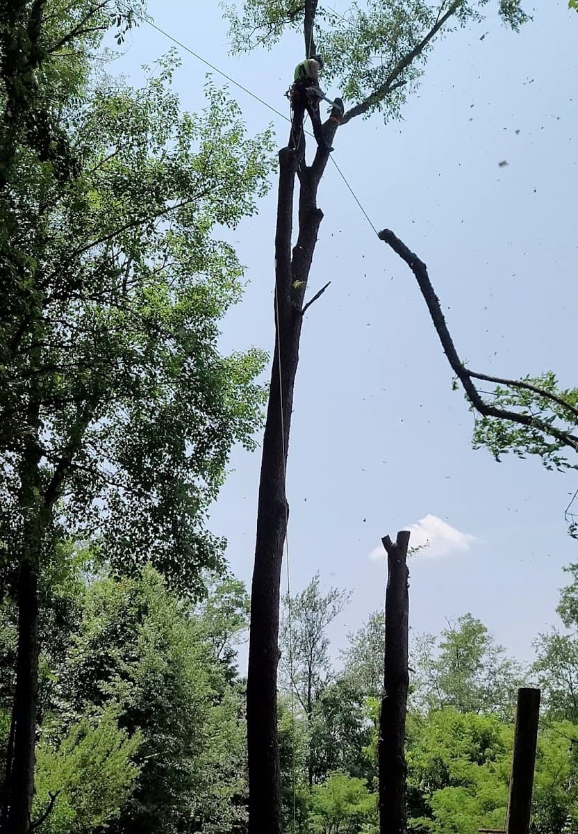 Wilson's Tree Service