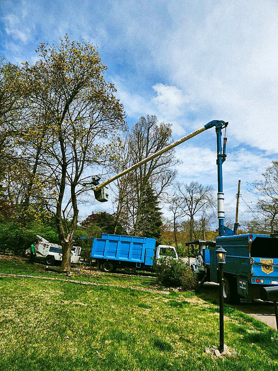 Martinez Tree Services