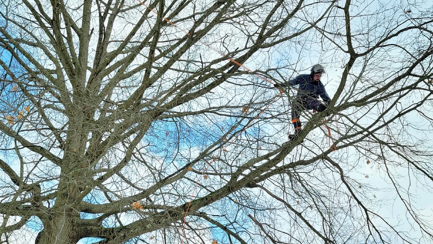 Arborist Solutions
