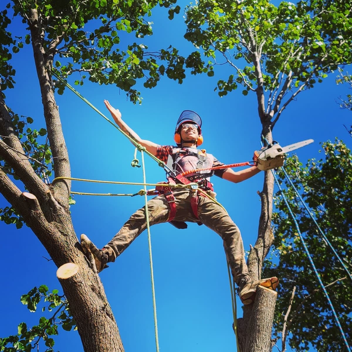 Paul Bunyan Tree Service