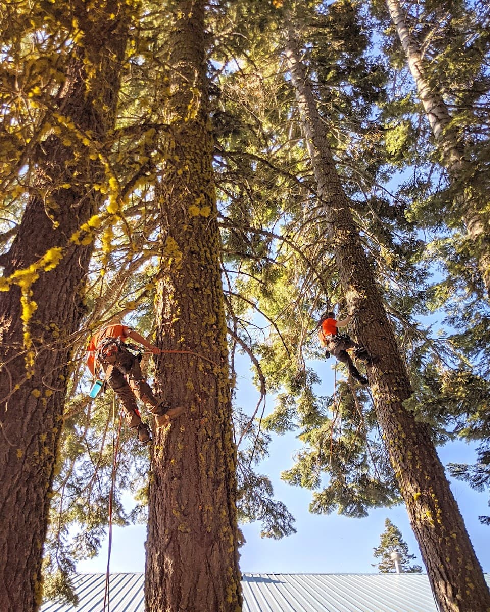 YFR Tree & Land Management