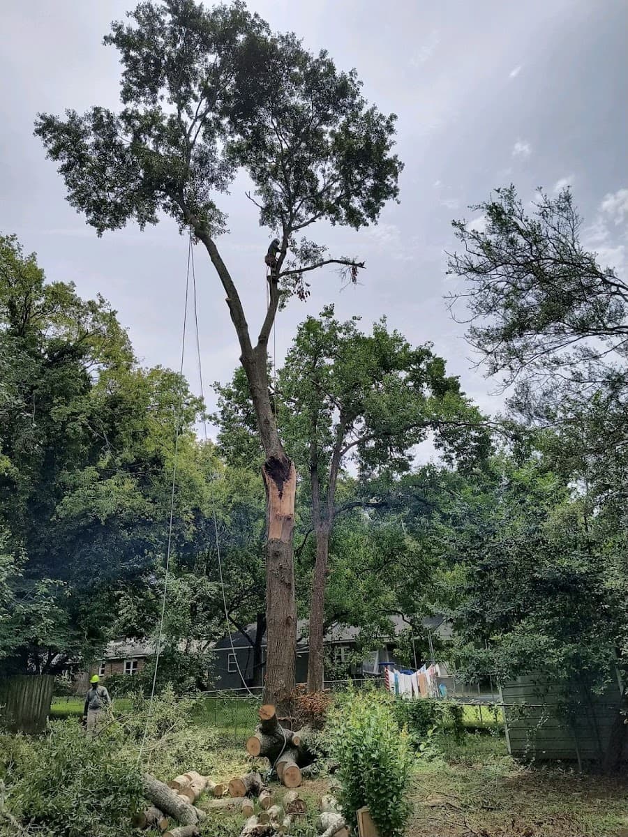 Tree Masters Tree Service