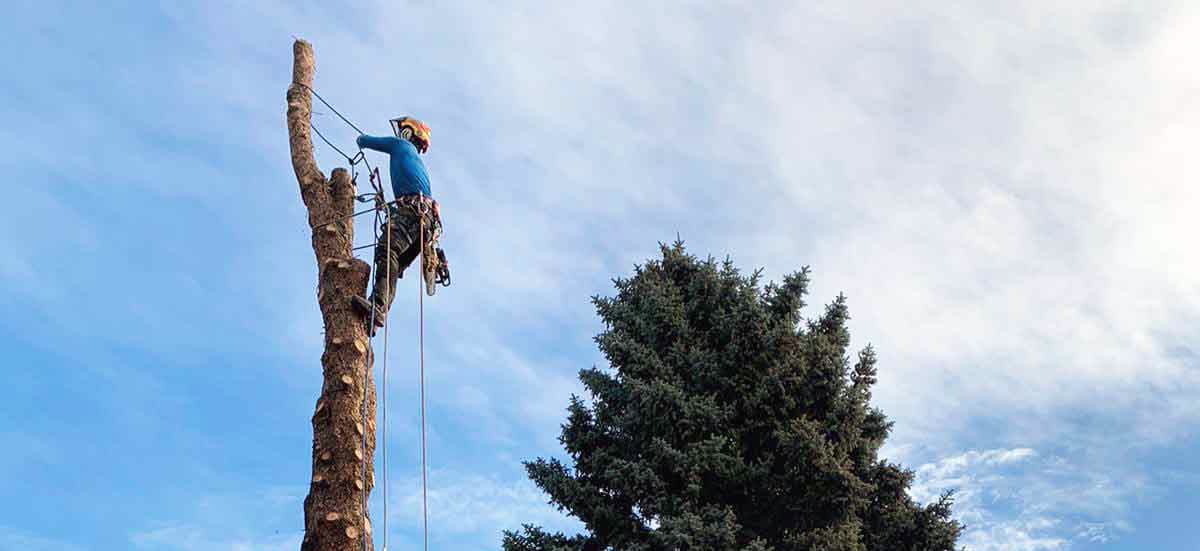 Arbor Care Lawn & Pest Control, Inc.