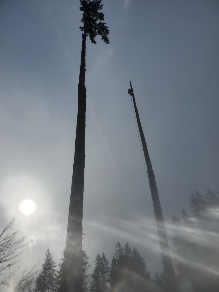 Mast Timber and Tree Care LLC