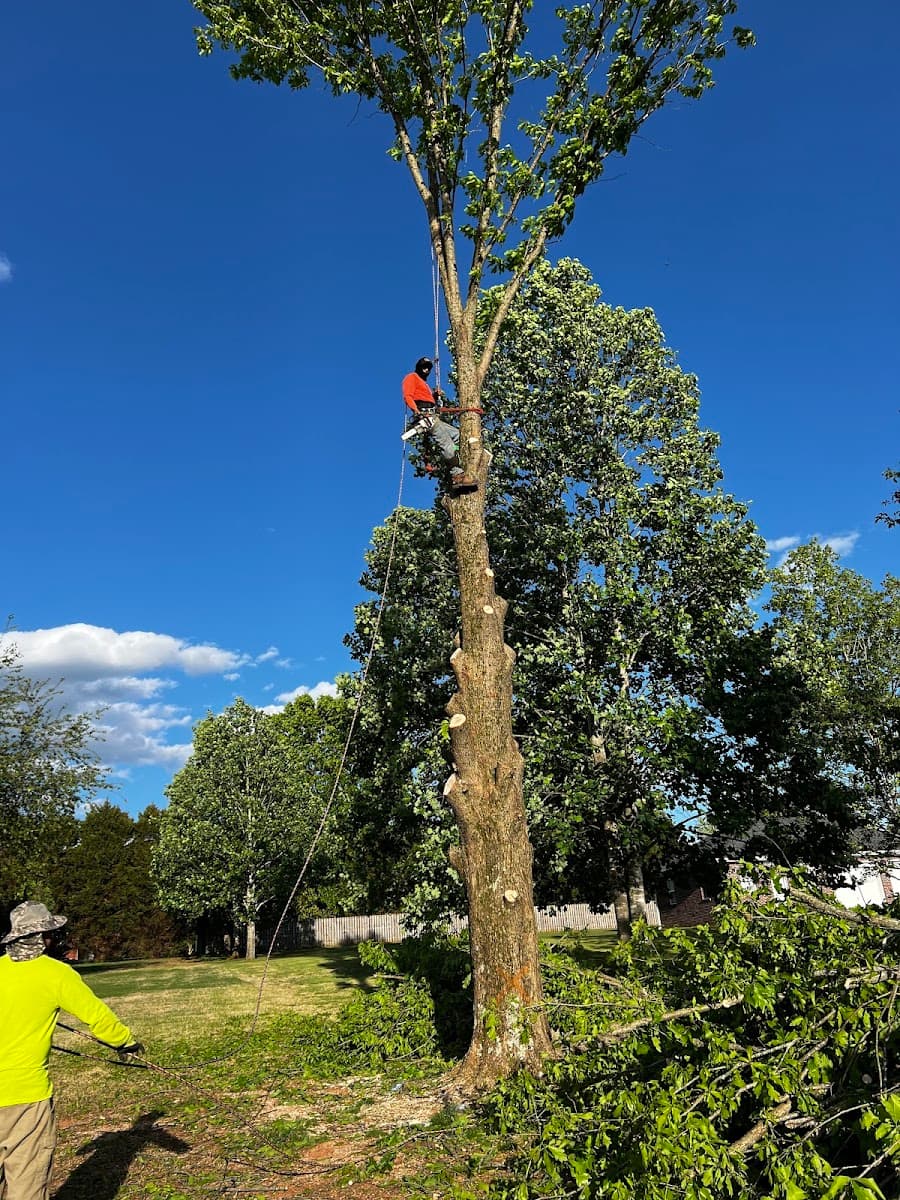 KS Tree Specialist & Stump Grinding