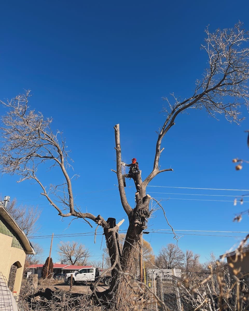Pro Tree Service