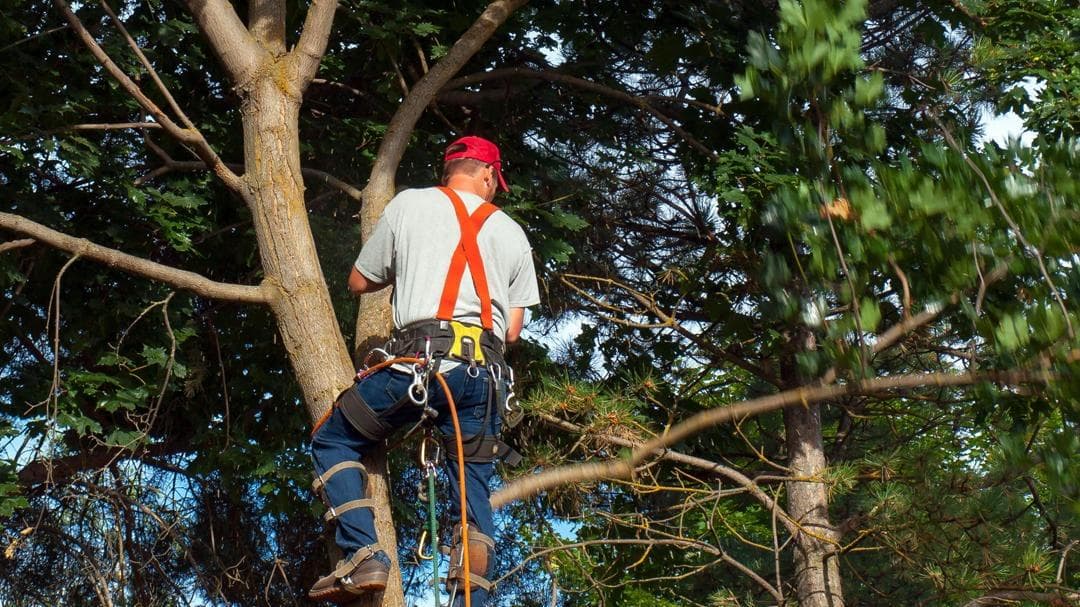 Tree Rescue, LLC
