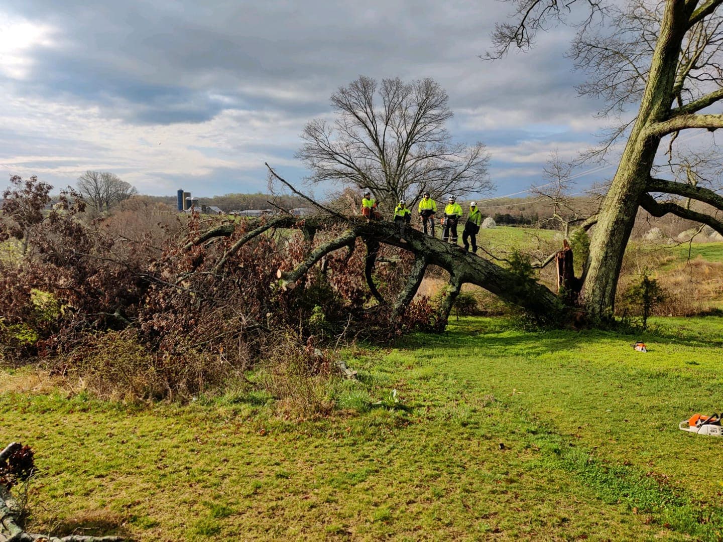 Spotswood Contracting & Tree Experts