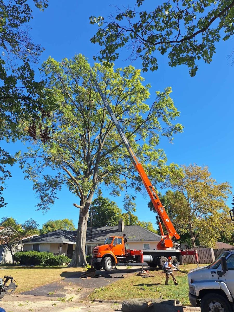 The 1 Tree Service