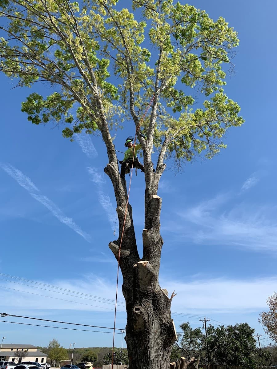 Dapper Tree Service