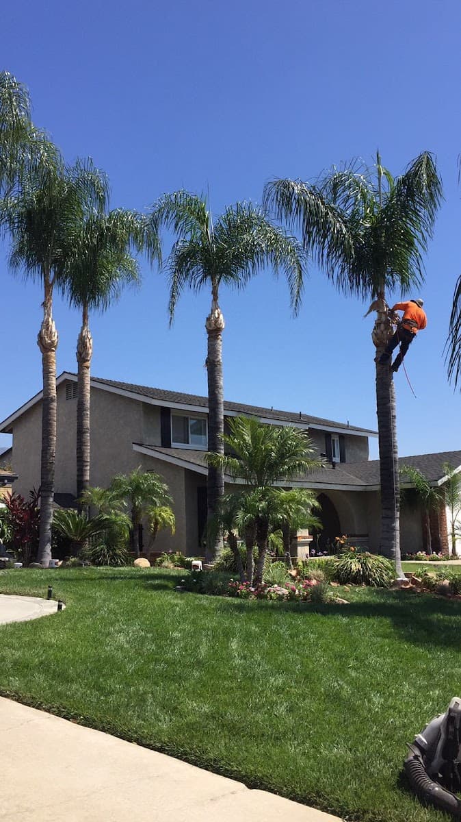 Alejandros Tree Service