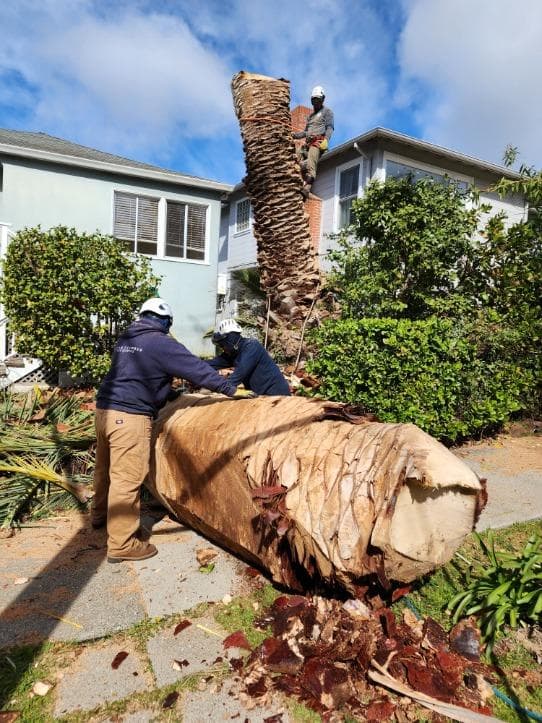 Mayan Climber Tree Service Inc.