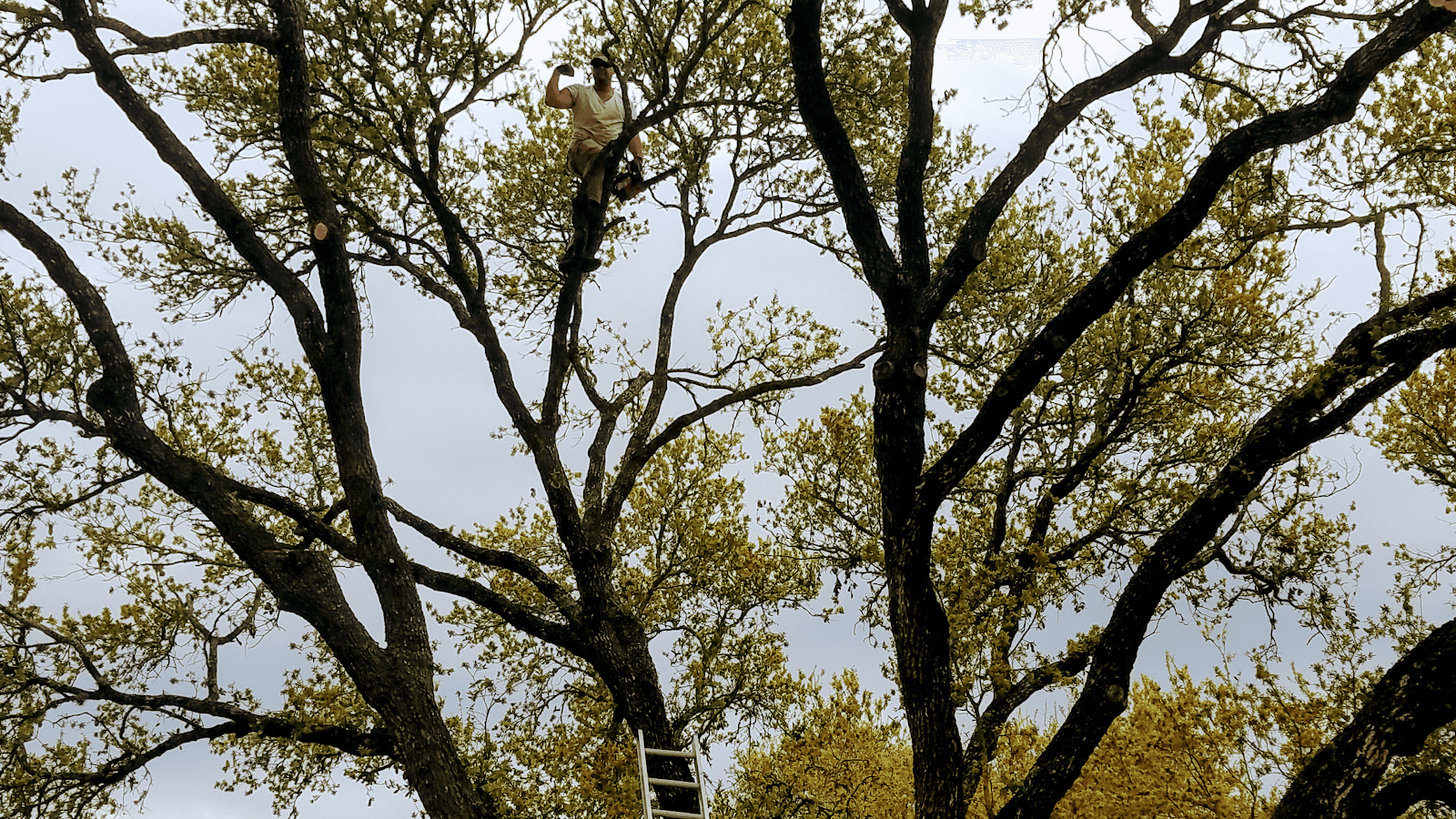 Koehne’s Tree Service