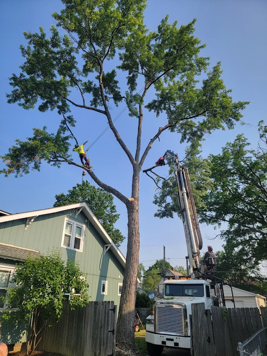 Humble Tree Services LLC