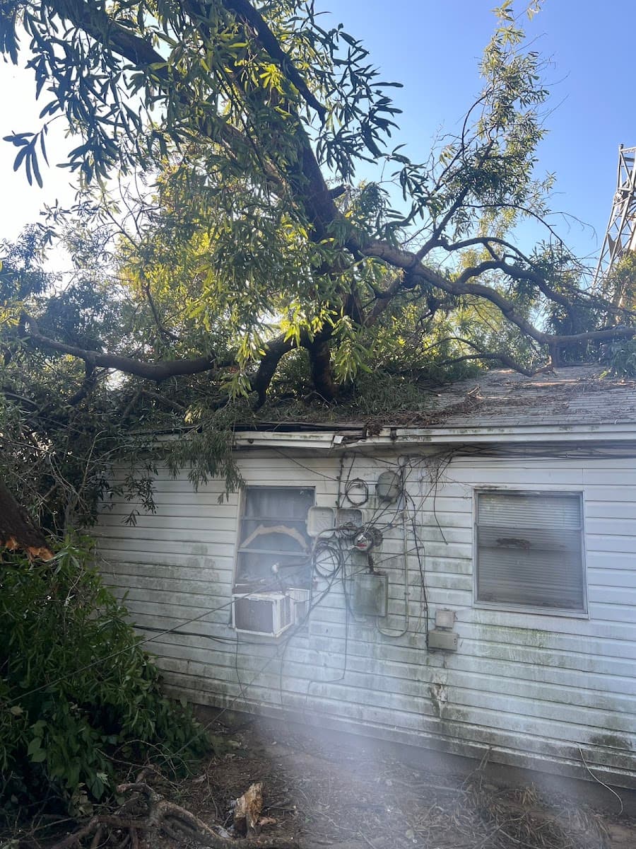 Tree Removal Services