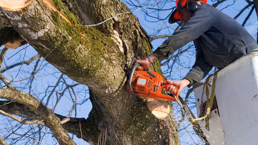 Active Tree Experts Inc