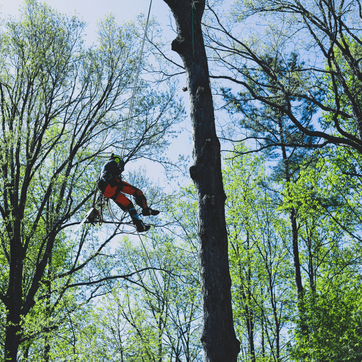 Blue Oak Affordable Tree Solutions