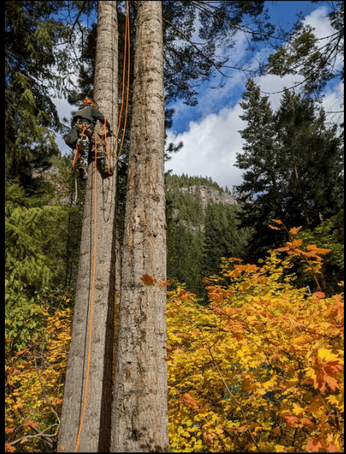 Integral Works Tree Service