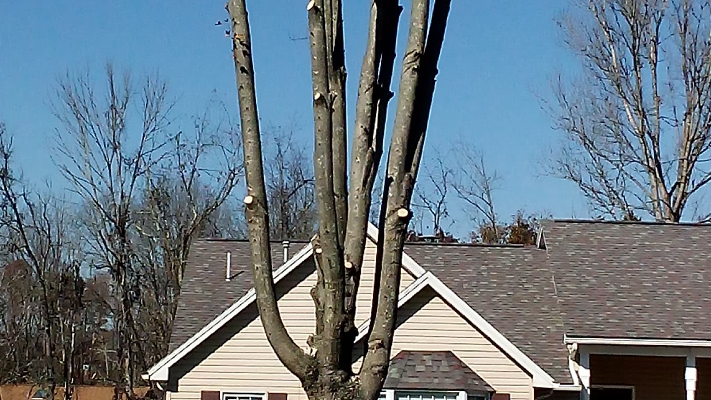 Andrew Parker Tree Service LLC