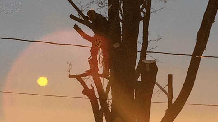 Red Squirrel Tree Services