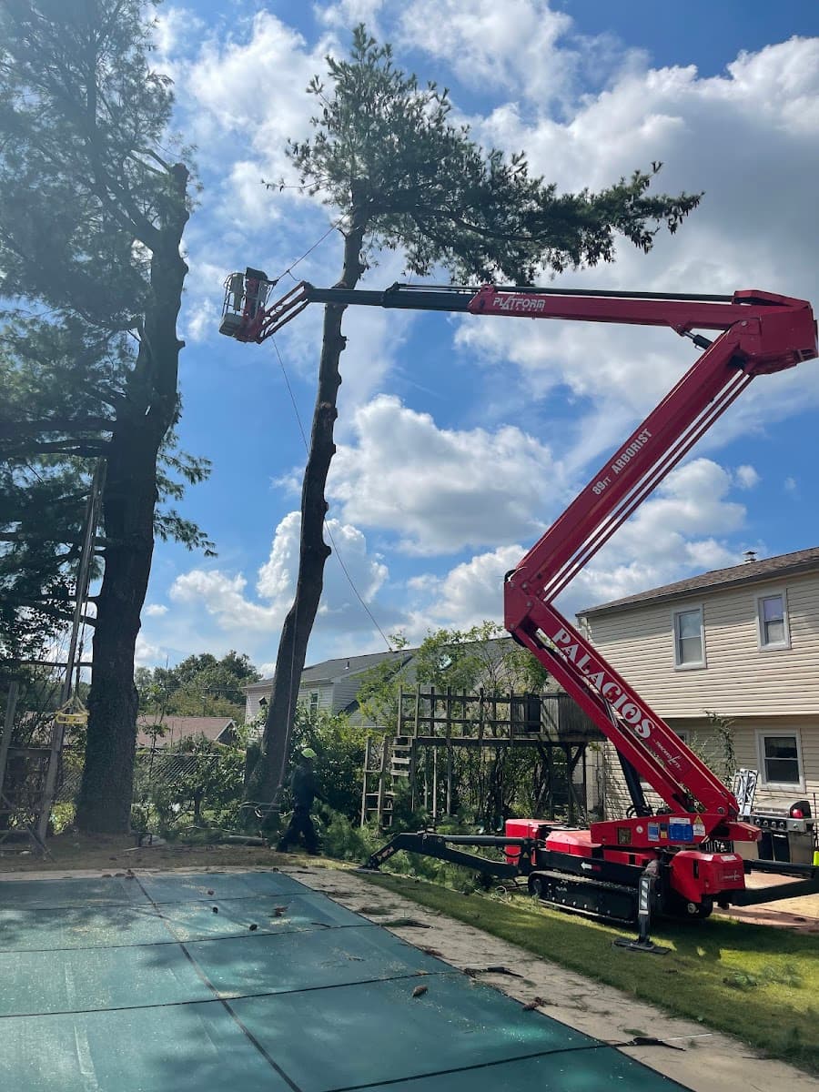 Palacios Tree Service