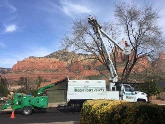 Arborist Standards Tree Care