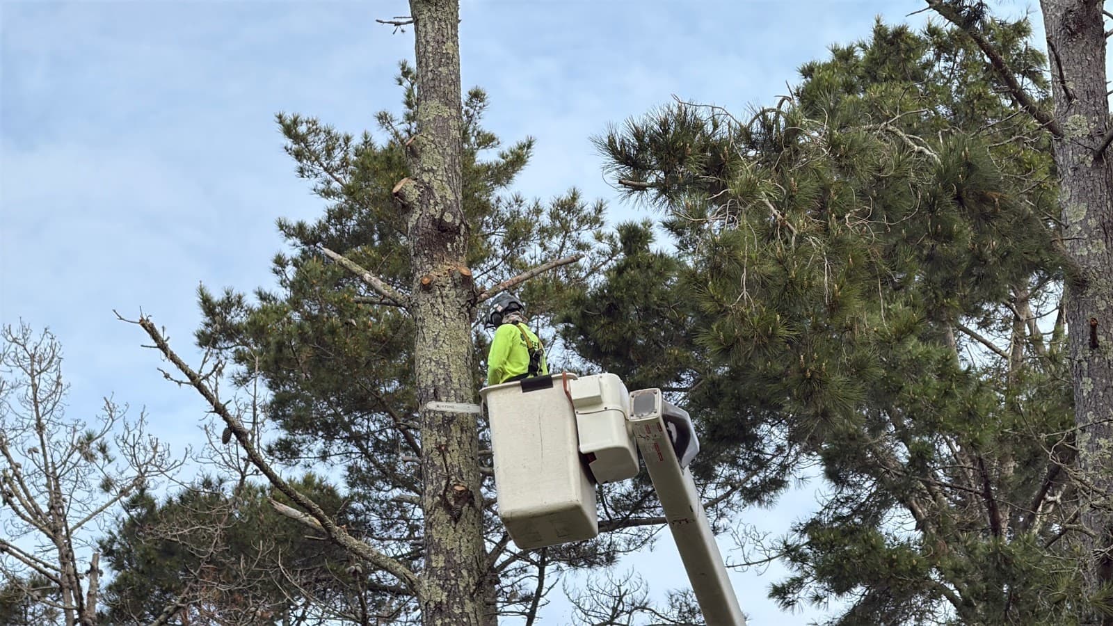 TreePro Professional Tree Care