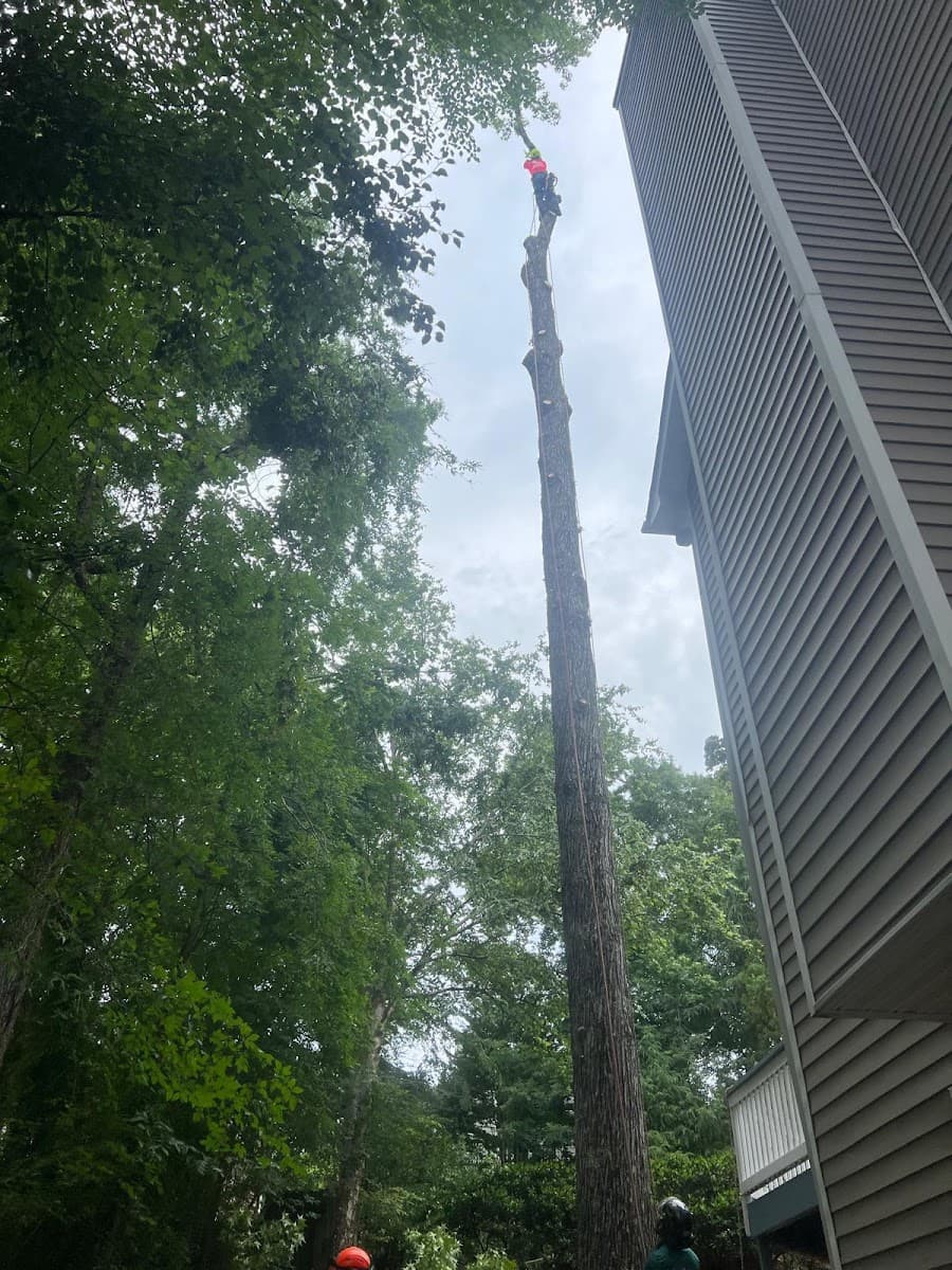 MMP Tree Service LLC