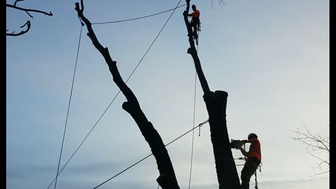 Avr Tree Service