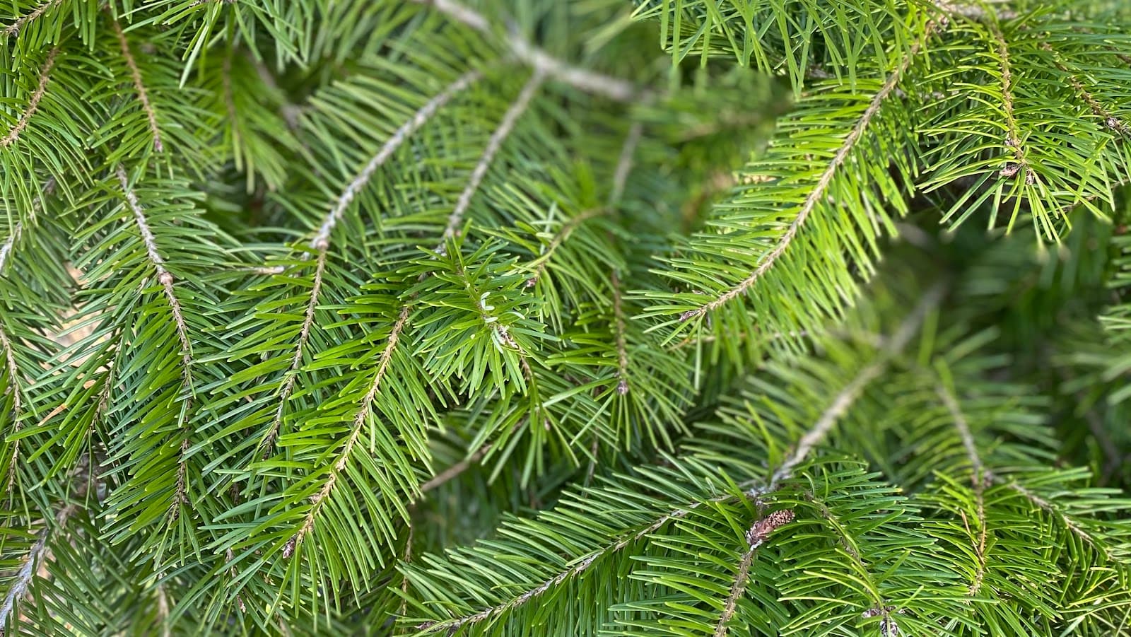 Julie Collins - Consulting Arborist & Tree Health Services, LLC