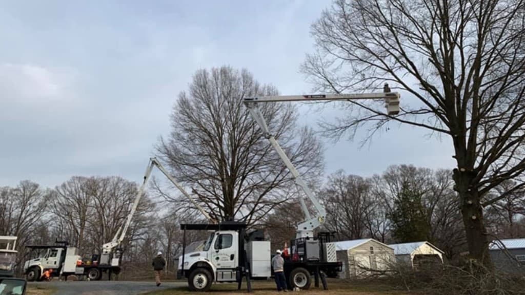 Phil Stone & Sons Tree Removal