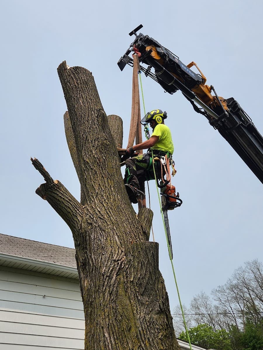Top Notch Tree Service