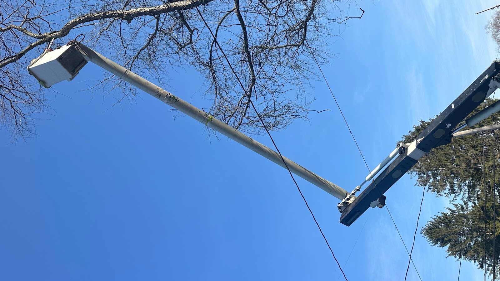 The Tree Wise Men Tree Service