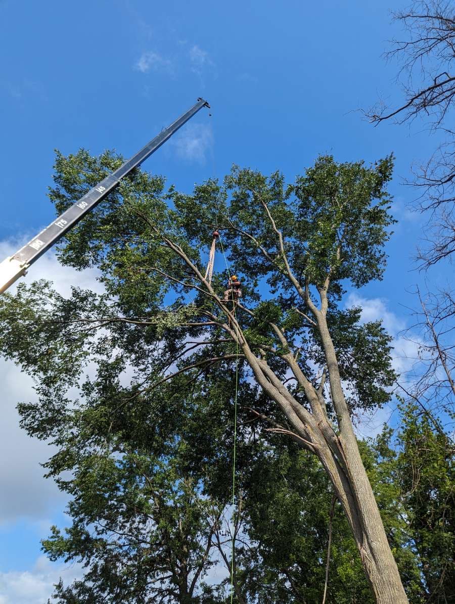 Legacy Tree and Contracting LLC