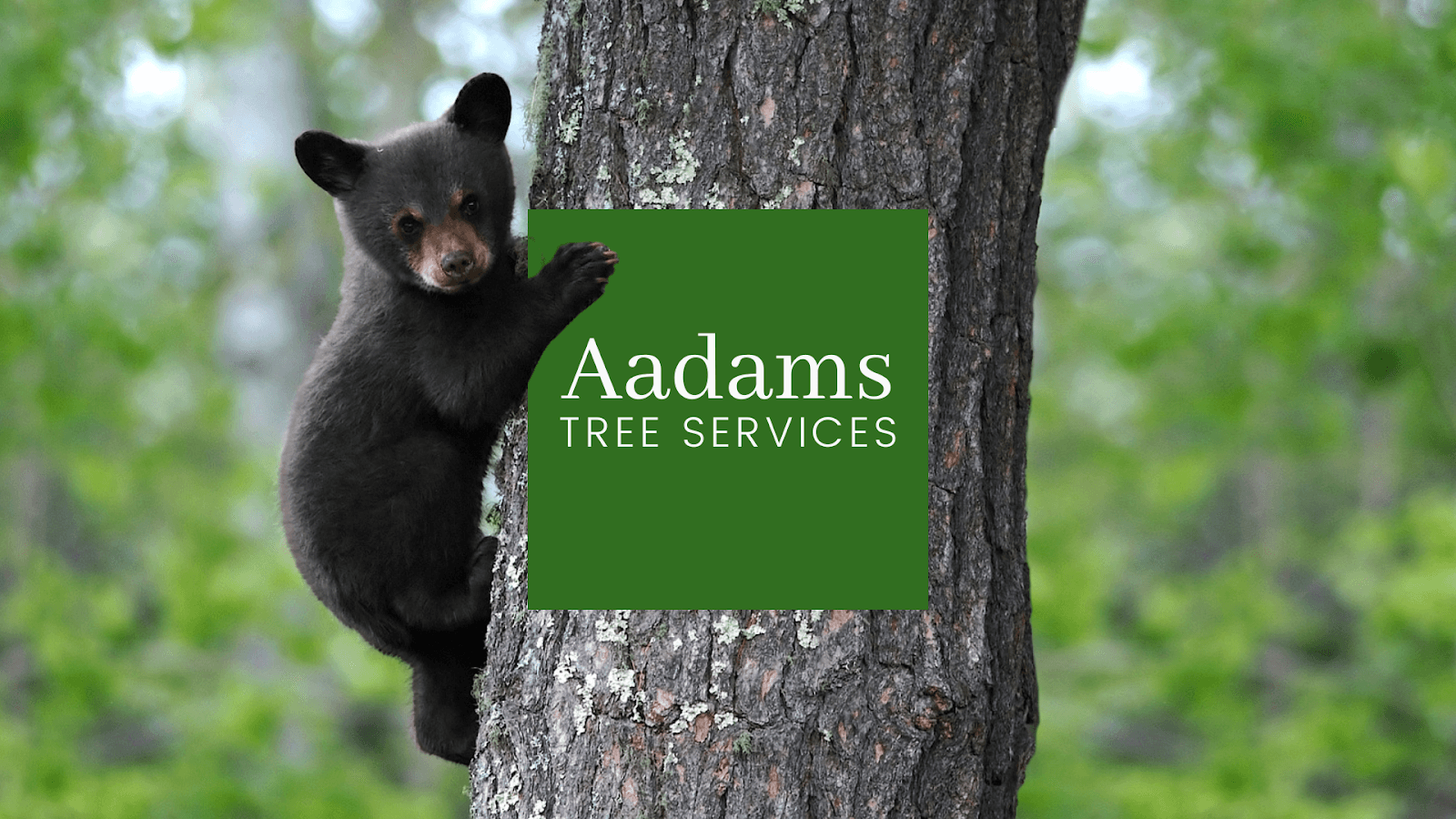 Aadams Tree Service, Trimming, & Stump Grinding Woodinville Wa