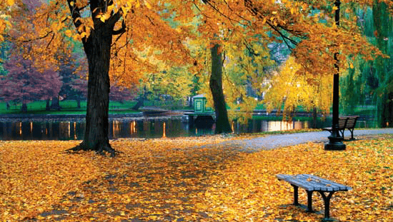 Scott Harrington Landscape and Tree Service, LLC